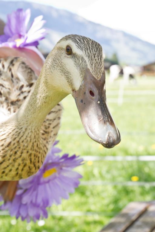 Vila Zittrauerhof - Urlaub Am Bauernhof Gastein Bad Hofgastein Exteriér fotografie