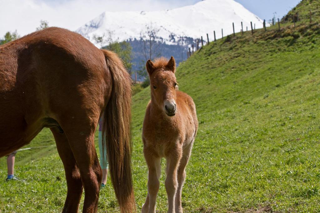 Vila Zittrauerhof - Urlaub Am Bauernhof Gastein Bad Hofgastein Exteriér fotografie